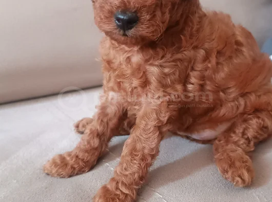 3 Aylık Sevimli Garantili Toy Poodle görsel