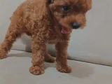 3 Aylık Sevimli Garantili Toy Poodle
