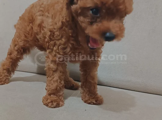 3 Aylık Sevimli Garantili Toy Poodle görsel