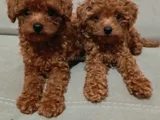 3 Aylık Sevimli Garantili Toy Poodle
