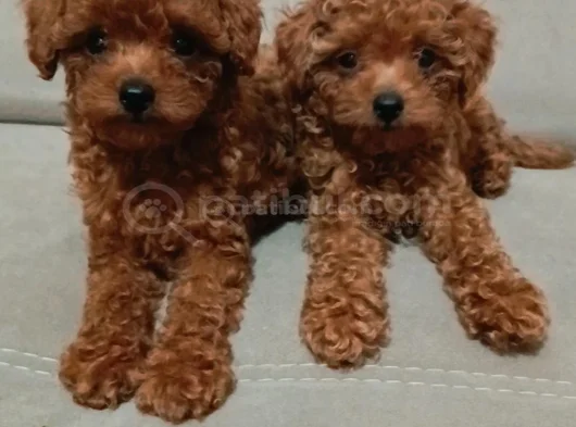 3 Aylık Sevimli Garantili Toy Poodle görsel