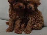 3 Aylık Sevimli Garantili Toy Poodle