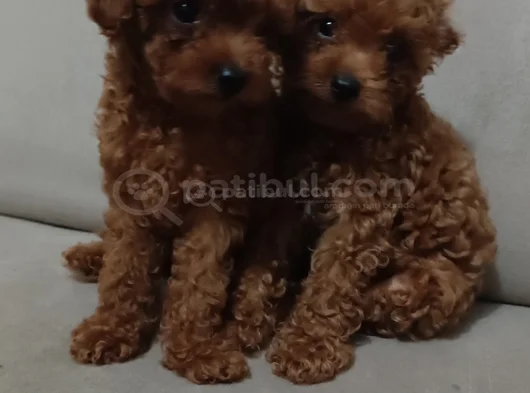 3 Aylık Sevimli Garantili Toy Poodle görsel