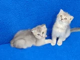 Tesli̇me Hazir Scotti̇sh Fold Yavrular