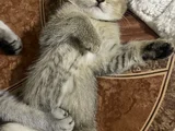 Acil Yuva Aranıyor