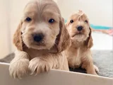 saglıklı özel sarışın Cocker bebekler