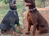 Aileden Gerçek Doberman Yavruları