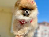 TURINCU RENGİ DİŞİ POMERANİAN BOO