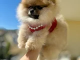 Turincu Rengi̇ Di̇şi̇ Pomerani̇an Boo