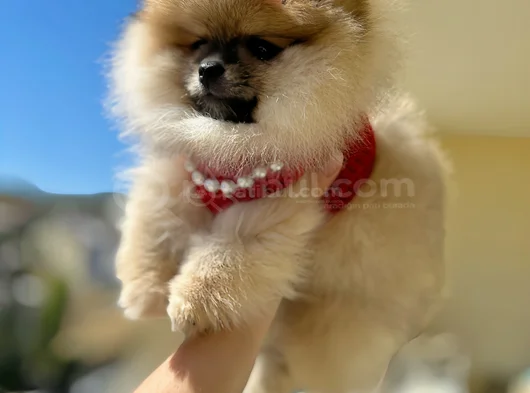 Turincu Rengi̇ Di̇şi̇ Pomerani̇an Boo görsel