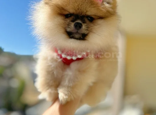 Turincu Rengi̇ Di̇şi̇ Pomerani̇an Boo görsel