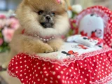 Turincu Rengi̇ Di̇şi̇ Pomerani̇an Boo