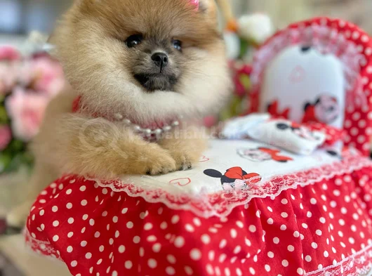 Turincu Rengi̇ Di̇şi̇ Pomerani̇an Boo görsel