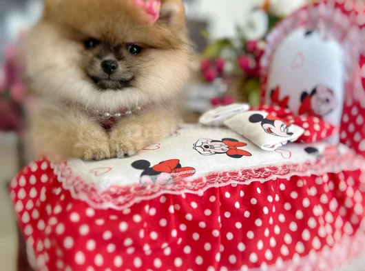 Turincu Rengi̇ Di̇şi̇ Pomerani̇an Boo görsel