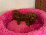 Kore toy poodle ev ortamında