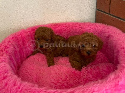 Kore Toy Poodle Ev Ortamında