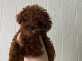 Toy poodle kore