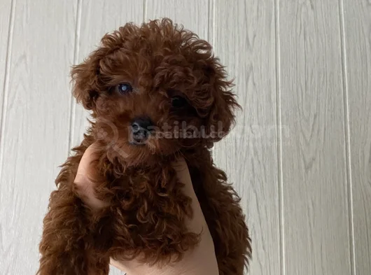 Toy Poodle Kore