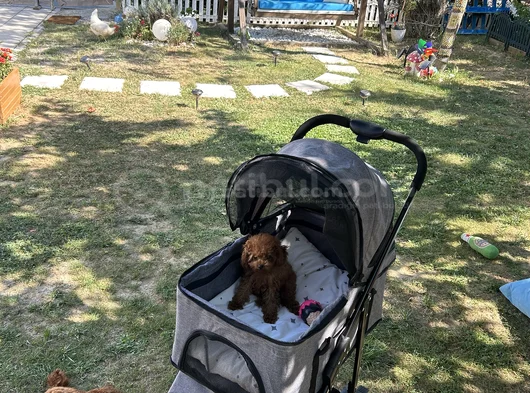 Evdoğumu Aşılı Teacup Poodle görsel