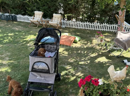 Evdoğumu Aşılı Teacup Poodle görsel