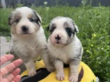 Uzun Tüylü Ve Kısa Tüylü  Mavi Gözlu Border Collie