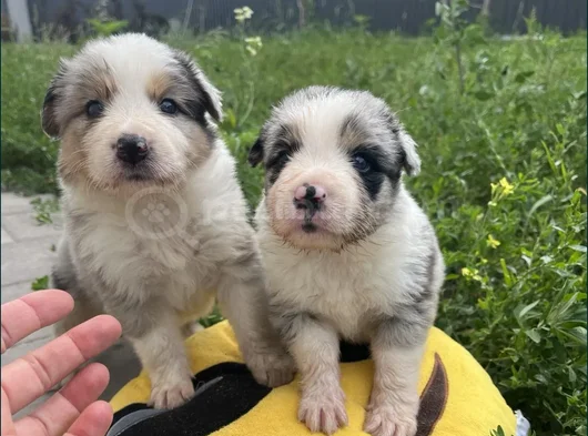 Uzun Tüylü Ve Kısa Tüylü  Mavi Gözlu Border Collie görsel