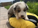 Uzun Tüylü Ve Kısa Tüylü  Mavi Gözlu Border Collie