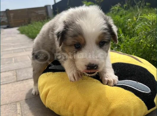 Uzun Tüylü Ve Kısa Tüylü  Mavi Gözlu Border Collie görsel