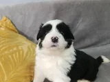 Uzun Tüylü Ve Kısa Tüylü  Mavi Gözlu Border Collie