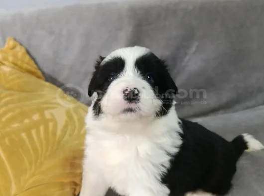 Uzun Tüylü Ve Kısa Tüylü  Mavi Gözlu Border Collie görsel
