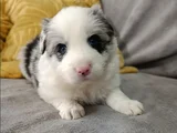 Uzun Tüylü Ve Kısa Tüylü  Mavi Gözlu Border Collie