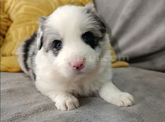 Uzun Tüylü Ve Kısa Tüylü  Mavi Gözlu Border Collie görsel