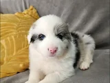 Uzun tüylü ve kısa tüylü  mavi gözlu border collie