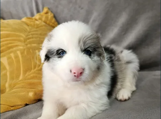Uzun Tüylü Ve Kısa Tüylü  Mavi Gözlu Border Collie