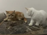 Yavrularım Sağlık Ve Irk Garantilşdş