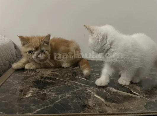 Yavrularım Sağlık Ve Irk Garantilşdş görsel