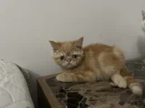 Yavrularım sağlık ve ırk garantilşdş