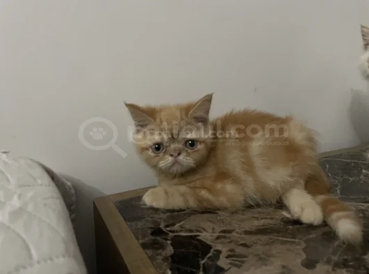 Yavrularım Sağlık Ve Irk Garantilşdş