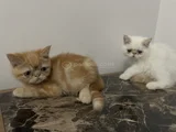 Yavrularım Sağlık Ve Irk Garantilşdş