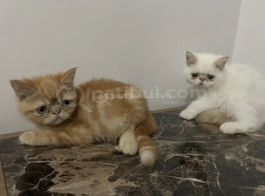 Yavrularım Sağlık Ve Irk Garantilşdş görsel