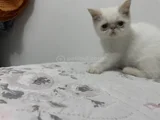 Yavrularım Sağlık Ve Irk Garantilşdş
