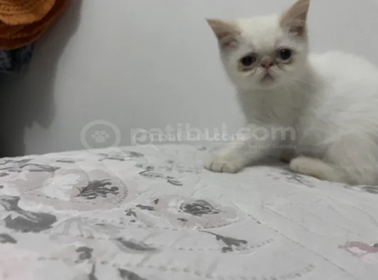 Yavrularım Sağlık Ve Irk Garantilşdş görsel