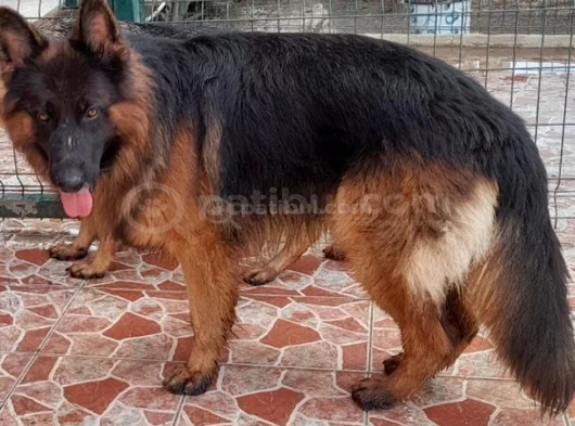 Yetişkin Eğitimli Orijinal Alman Çoban Damızlıklarımız görsel