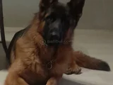 Yetişkin eğitimli orijinal Alman çoban damızlıklarımız