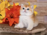Orijinal Irk Garantili British Shorthair Golden Bebekler