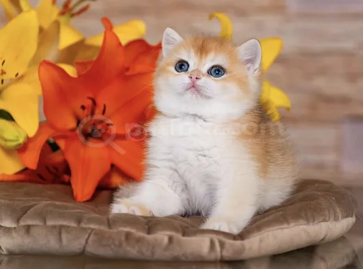 Orijinal Irk Garantili British Shorthair Golden Bebekler