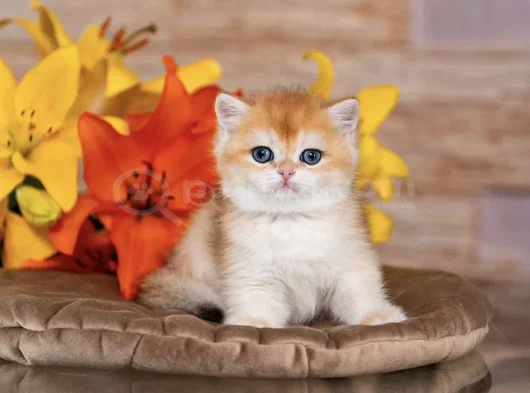 Orijinal Irk Garantili British Shorthair Golden Bebekler görsel