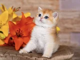 Orijinal Irk Garantili British Shorthair Golden Bebekler