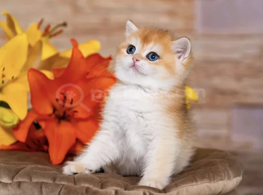 Orijinal Irk Garantili British Shorthair Golden Bebekler görsel