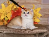 Orijinal Irk Garantili British Shorthair Golden Bebekler